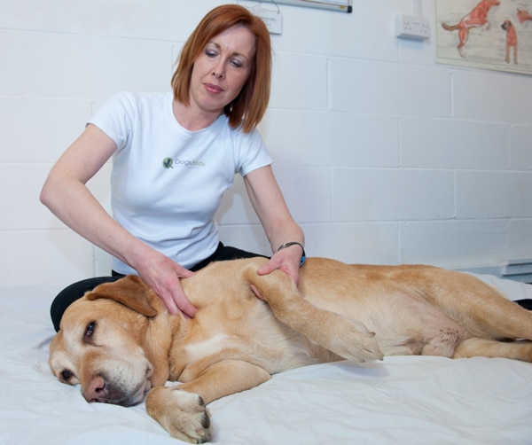 Cath_canine massage
