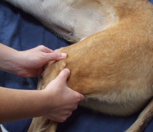 DOG Massage Therapy! Photos and Video