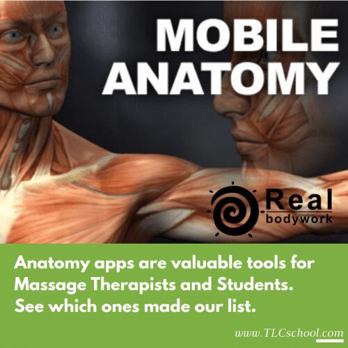 Five Helpful Anatomy Apps for Massage Therapists (and Students)
