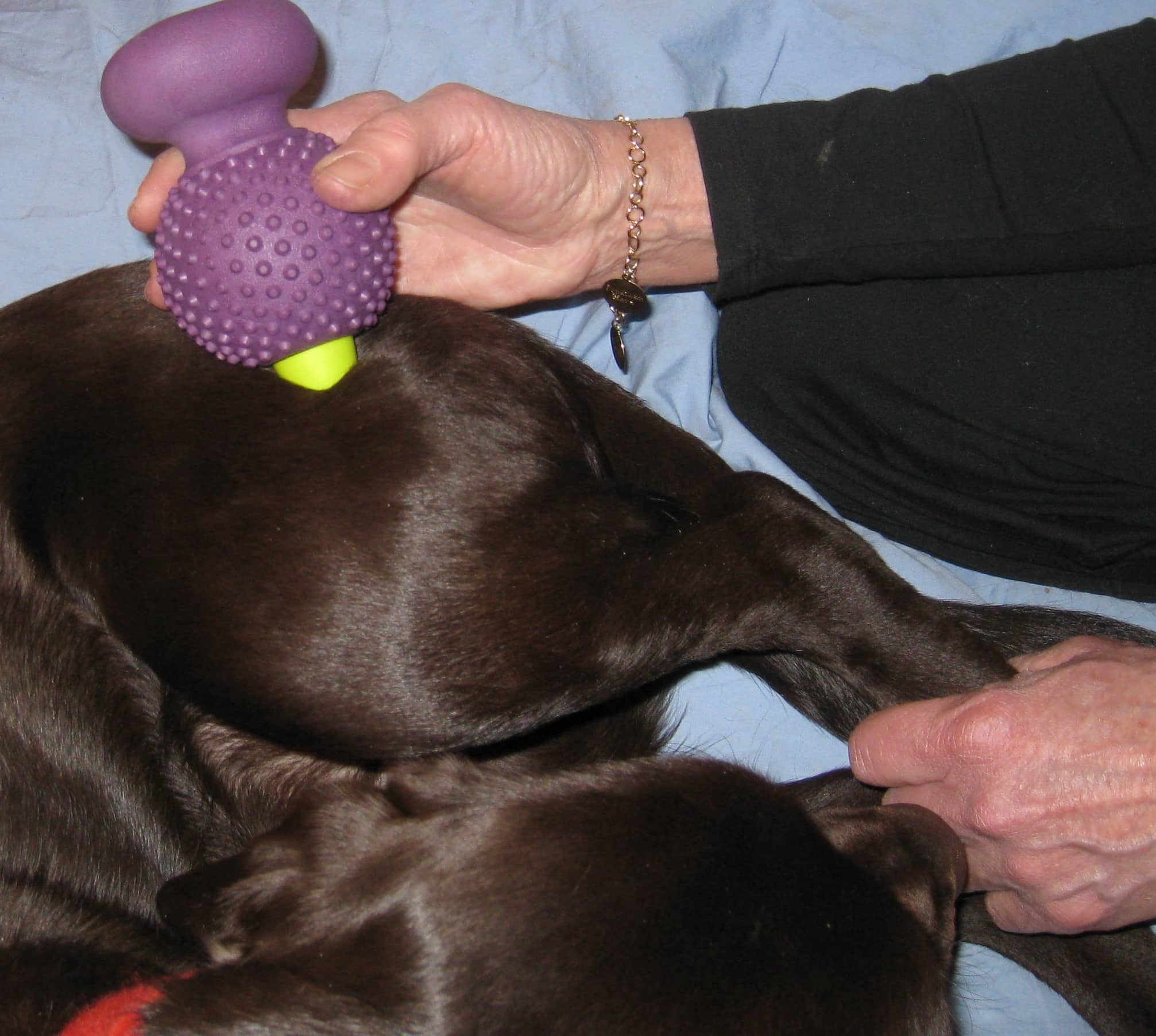Muscle Angels® Massagers for Pets Proven Effective for Animals ...