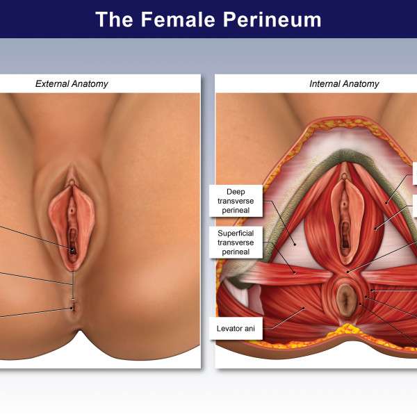 The Female Perineum